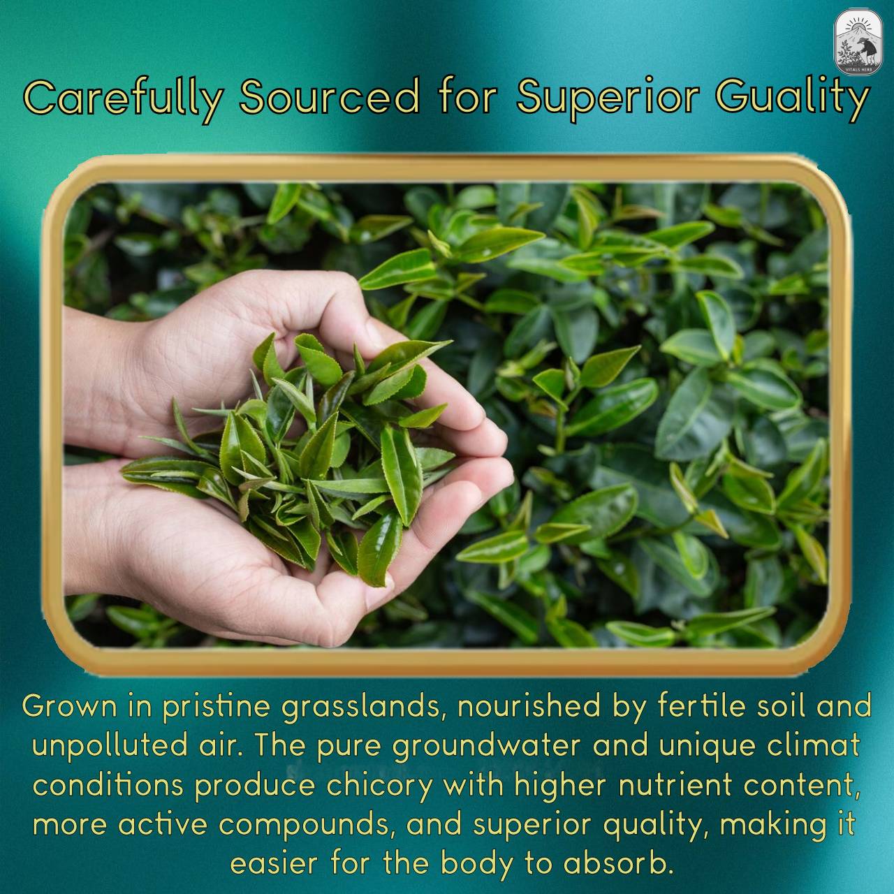 Chicory & Gardenia Tea